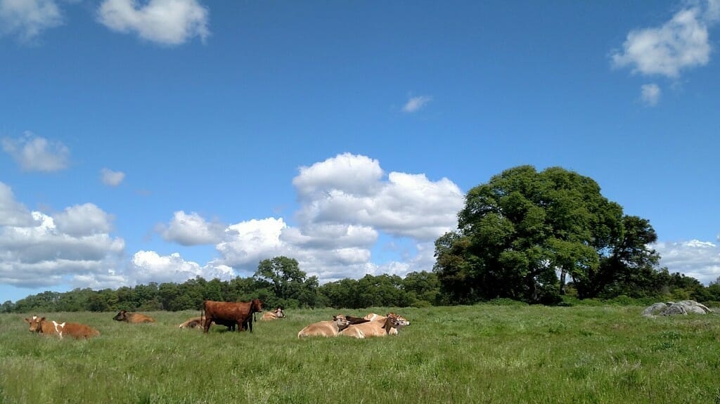 cows_wakamatsufarm