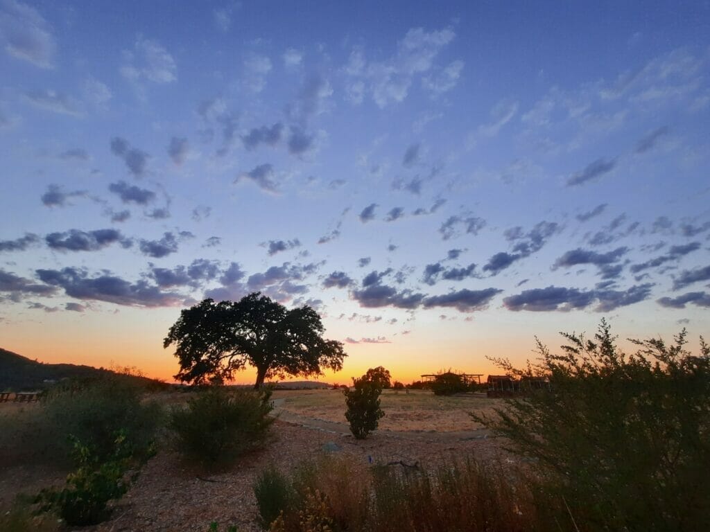 SunsetOaks_WakamatsuFarm_photobyMelissaLobach