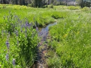 Lupine by stream