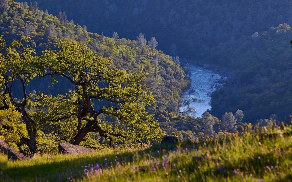 ARC, El Dorado Ranch