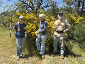 Scotch Broom Bloom